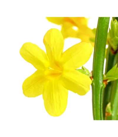 Winter-Jasmin -Haus Pflanzen Welt 7238652 PR DE 001 JasminiumNudiflorumDehnerExpressHerzig