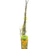 Winter-Jasmin -Haus Pflanzen Welt 7238652 PR FS 001 JasminiumNudiflorumDehnerExpressHerzigRet