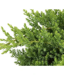 Japanischer Kriech-Wacholder 'Nana' 7 Japanischer Kriech-Wacholder 'Nana' -Haus Pflanzen Welt 7251705 PR DE 001 JuniperusWacholderProcumbensNana13CDehnerExpressHerzig