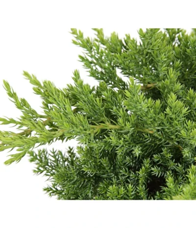 Japanischer Kriech-Wacholder 'Nana' -Haus Pflanzen Welt 7251705 PR DE 001 JuniperusWacholderProcumbensNana13CDehnerExpressHerzig