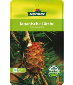 Japanische Lärche 8 Japanische Lärche -Haus Pflanzen Welt 7261548 JapanischeLaerche Etikett 1