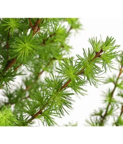 Japanische Lärche 7 Japanische Lärche -Haus Pflanzen Welt 7261548 WE DE 001 LarixKaempferiJapanischeLaerche7LDehnerExpressHerzig