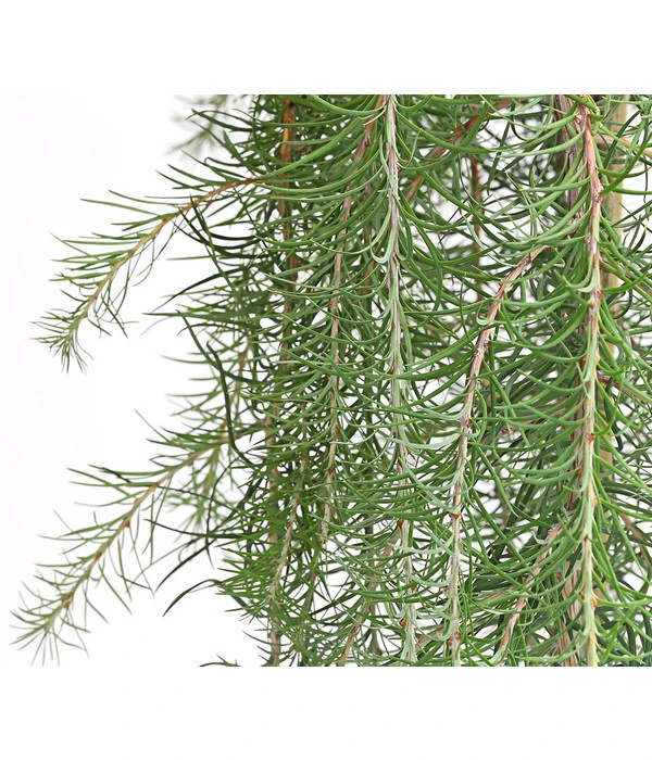 Japanische Hänge-Lärche 'Stiff Weeper' 5 Japanische Hänge-Lärche 'Stiff Weeper' – Bild 3