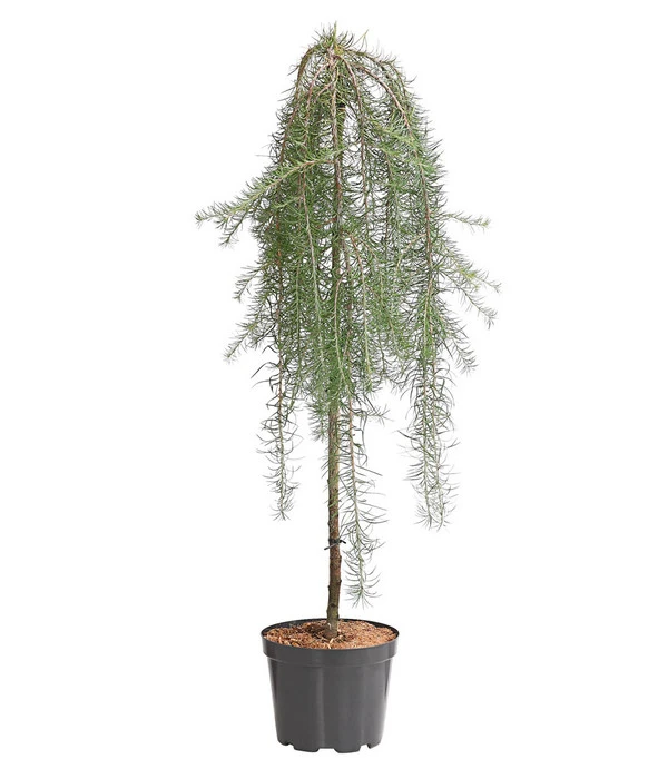 Japanische Hänge-Lärche 'Stiff Weeper' 3 Japanische Hänge-Lärche 'Stiff Weeper'