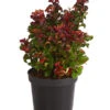 Traubenheide 'Curly Red' -Haus Pflanzen Welt 7264229 WE FS 001 LeucothoeTraubenheideCurlyRed2L