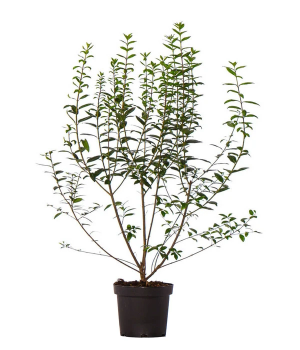 17 Meter Ovalblättriger Liguster, 50 X Ca. 60-100 Cm 4 17 Meter Ovalblättriger Liguster, 50 X Ca. 60-100 Cm – Bild 2