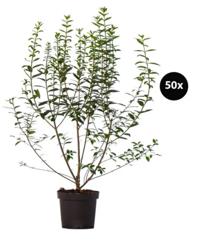 17 Meter Ovalblättriger Liguster, 50 X Ca. 60-100 Cm