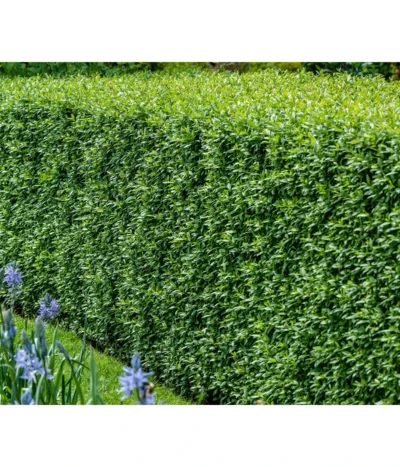 25 Meter Wintergrüner Liguster 'Atrovirens', 100 X Ca. 60-100 Cm -Haus Pflanzen Welt 7266174 WE MO 001 Liguster 4