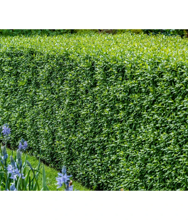 6 Meter Wintergrüner Liguster 'Atrovirens', 12 X Ca. 150-175 Cm 4 6 Meter Wintergrüner Liguster 'Atrovirens', 12 X Ca. 150-175 Cm – Bild 2