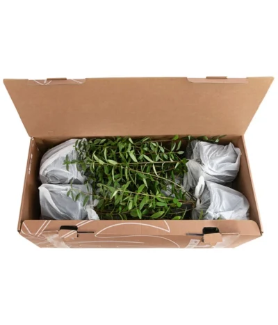 1-1,5 Meter Liguster, 5 X Ca. 30-35 Cm -Haus Pflanzen Welt 7266513 PR FS 002 LigustrumAtrovirens1MeterDehnerExpressHerzig