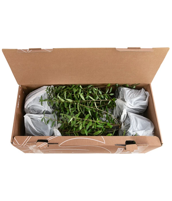 1-1,5 Meter Liguster, 5 X Ca. 30-35 Cm 5 1-1,5 Meter Liguster, 5 X Ca. 30-35 Cm – Bild 3