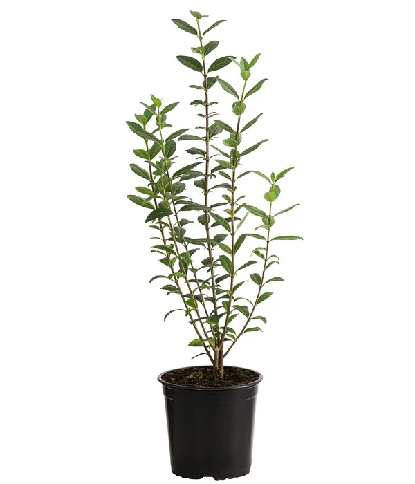 1-1,5 Meter Liguster, 5 X Ca. 30-35 Cm 4 1-1,5 Meter Liguster, 5 X Ca. 30-35 Cm – Bild 2