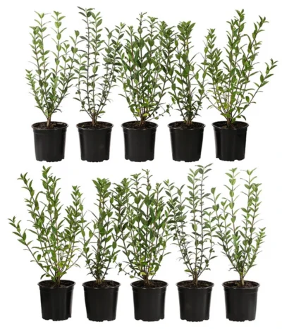 2-3 Meter Liguster, 10 X Ca. 30-35 Cm