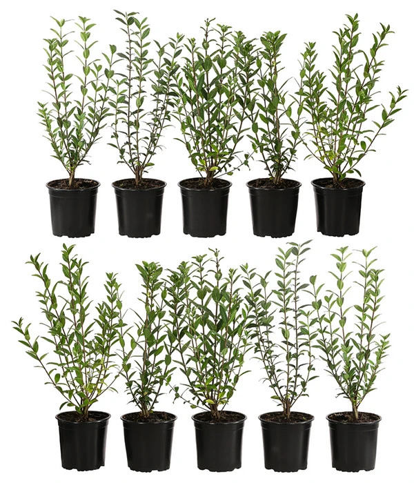 2-3 Meter Liguster, 10 X Ca. 30-35 Cm 3 2-3 Meter Liguster, 10 X Ca. 30-35 Cm