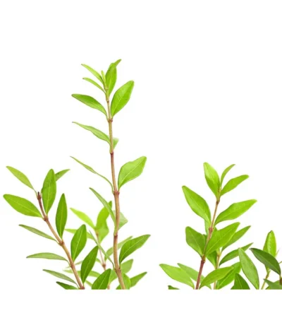 Heckenmyrte 5 Heckenmyrte -Haus Pflanzen Welt 7270689 PR DE 001 LoniceraHeckenmyrteNitida9CDehnerExpressHerzig