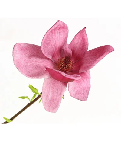 Magnolie 'Genie' -Haus Pflanzen Welt 7272941 WE DE 001 MagnoliaMagnolieGenie5LDehnerExpressHerzig