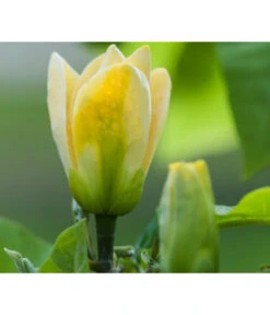 Duft-Magnolie 'Yellow Bird' -Haus Pflanzen Welt 7275860 PR DE 001 MagnoliaYellowBirdLucknerRet