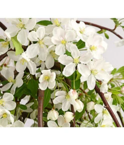 Hänge-Zier-Apfel 'Fontana', Stämmchen 10 Hänge-Zier-Apfel 'Fontana', Stämmchen -Haus Pflanzen Welt 7282213 WE DE 001 MalusZierapfelFontana5LStammDehnerExpressHerzig