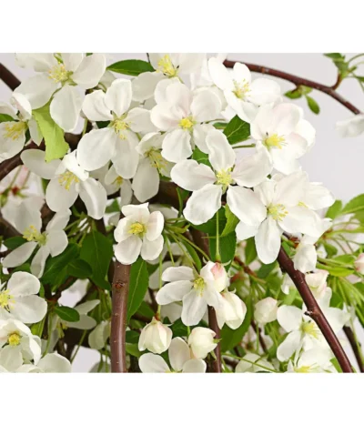 Hänge-Zier-Apfel 'Fontana', Stämmchen 10 Hänge-Zier-Apfel 'Fontana', Stämmchen -Haus Pflanzen Welt 7282213 WE DE 001 MalusZierapfelFontana5LStammDehnerExpressHerzig