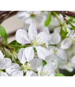 Hänge-Zier-Apfel 'Fontana', Stämmchen 11 Hänge-Zier-Apfel 'Fontana', Stämmchen -Haus Pflanzen Welt 7282213 WE DE 003 MalusFontanaMagazin