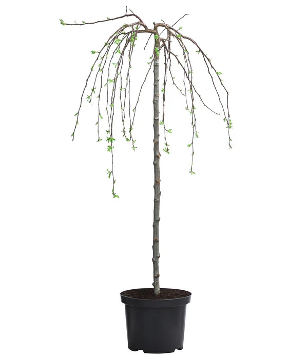 Hänge-Zier-Apfel 'Fontana', Stämmchen 4 Hänge-Zier-Apfel 'Fontana', Stämmchen – Bild 2