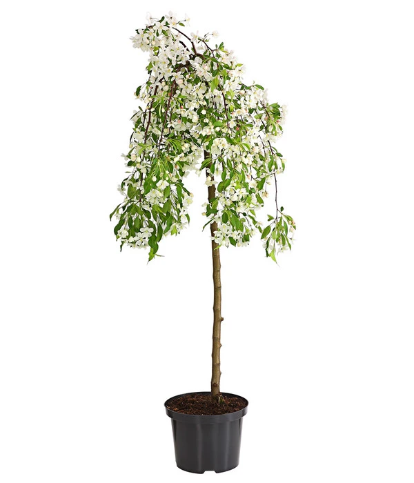 Hänge-Zier-Apfel 'Fontana', Stämmchen 3 Hänge-Zier-Apfel 'Fontana', Stämmchen