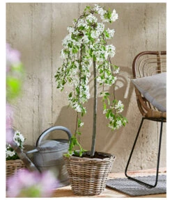 Hänge-Zier-Apfel 'Fontana', Stämmchen 9 Hänge-Zier-Apfel 'Fontana', Stämmchen -Haus Pflanzen Welt 7282213 WE MO 002 MalusFontanaMagazin