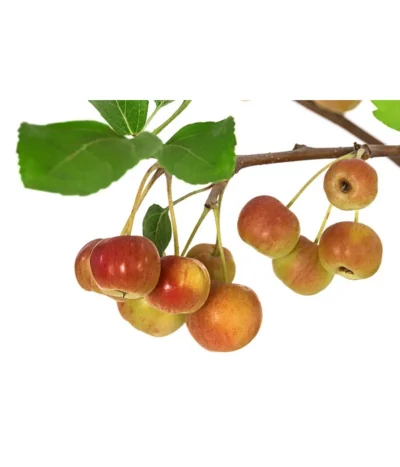 Zierapfel 11 Zierapfel -Haus Pflanzen Welt 7284425 WE DE 001 Malus