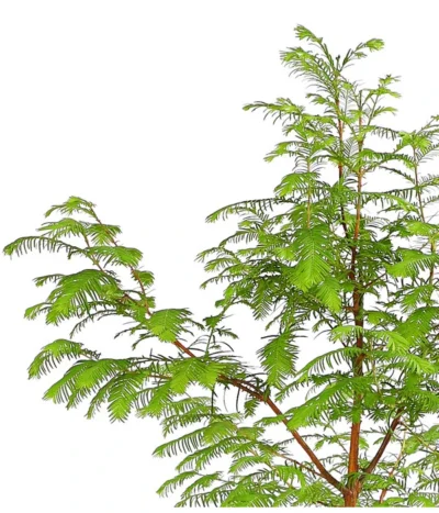 Dehner Urweltmammutbaum - Chinesisches Rotholz 7 Dehner Urweltmammutbaum - Chinesisches Rotholz -Haus Pflanzen Welt 7293939 PR DE 001 MetasequoiaUrweltmammutbaumGlyptostroboides3LDehnerExpressHerzig