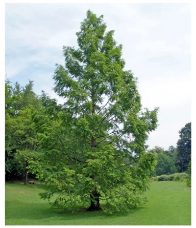 Dehner Urweltmammutbaum - Chinesisches Rotholz 6 Dehner Urweltmammutbaum - Chinesisches Rotholz -Haus Pflanzen Welt 7293939 WE MO 002 UrweltmammutbaumChinesischesRotholzMetasequoiaGlypt