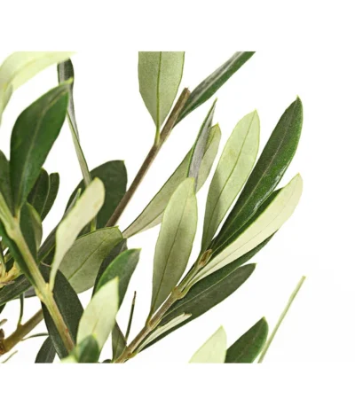Olive, Busch -Haus Pflanzen Welt 7296908 WE DE 001 OleaEuropaeaT16DehnerExpressHerzig