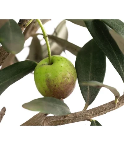 Olive, Busch -Haus Pflanzen Welt 7296908 WE DE 001 OliveEuropeaT15