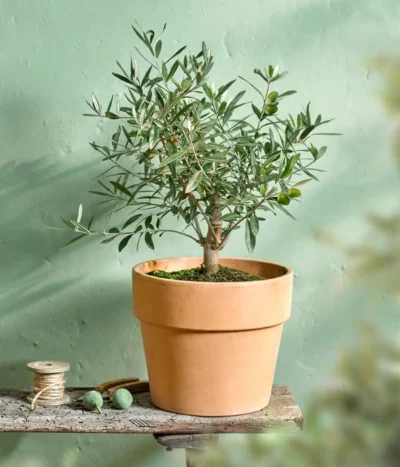 Olive, Busch -Haus Pflanzen Welt 7296908 WE MO 001 OleaOlivenbuschT16