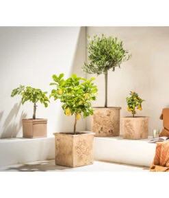 Feige, Hell 10 Feige, Hell -Haus Pflanzen Welt 7296940 7186505 7121171 7120942 WE MO 002 OliveZitronenbaumCitrusFeigeCalamondin