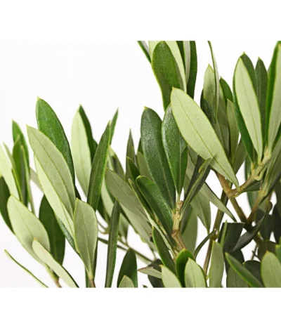 Olive, Stämmchen -Haus Pflanzen Welt 7297088 WE DE 001 OleaEuropaeaT14DehnerExpressHerzig