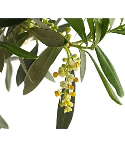 Olive, Ministamm -Haus Pflanzen Welt 7297609 WE DE 001 OleaEuropaStammT30DehnerExpressHerzig