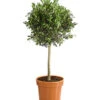 Olive, Ministamm -Haus Pflanzen Welt 7297609 WE FS 001 OleaEuropaStammT30DehnerExpressHerzig