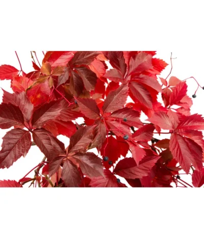 Wilder Wein 'Veitchii' - Dreispitz-Jungfernrebe 7 Wilder Wein 'Veitchii' - Dreispitz-Jungfernrebe -Haus Pflanzen Welt 7299662 WE DE 002 ParthenocissusVeitchii