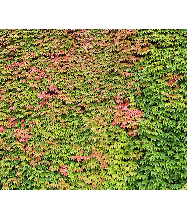 Wilder Wein 'Veitchii' - Dreispitz-Jungfernrebe 4 Wilder Wein 'Veitchii' - Dreispitz-Jungfernrebe – Bild 2