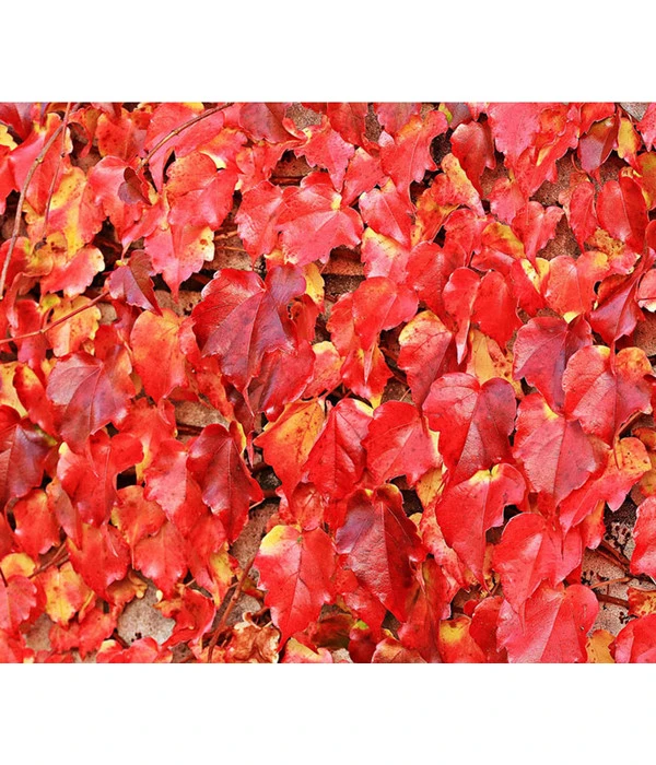 Wilder Wein 'Veitchii' - Dreispitz-Jungfernrebe 3 Wilder Wein 'Veitchii' - Dreispitz-Jungfernrebe