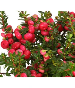 Torfmyrte, Rot -Haus Pflanzen Welt 7301401 PR DE 001 PernettyaTorfmyrteRotDehnerExpressHerzig