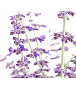 Blauraute 'Blue Spire' -Haus Pflanzen Welt 7302631 WE DE 001 BlaurautePerovskiaAbrotanoidesBlueSpire3LDehnerExpressHerzig