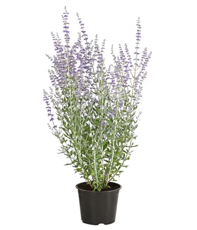 Blauraute 'Blue Spire' 10 Blauraute 'Blue Spire' -Haus Pflanzen Welt 7302631 WE FS 001 BlaurautePerovskiaAbrotanoidesBlueSpire3LDehnerExpressHerzig