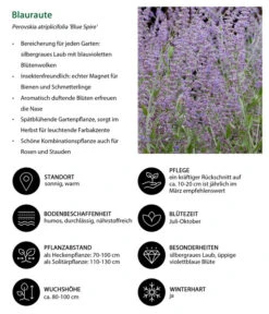 Blauraute 'Blue Spire' -Haus Pflanzen Welt 7302631 WE IG 001 Blauraute