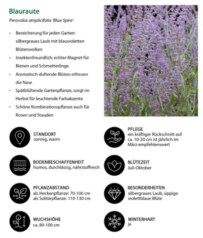Blauraute 'Blue Spire' 14 Blauraute 'Blue Spire' -Haus Pflanzen Welt 7302631 WE IG 001 Blauraute