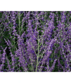 Blauraute 'Blue Spire' -Haus Pflanzen Welt 7302631 WE MO 001 PerovskiaLittleSpireTBlauraute