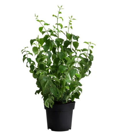 Gefüllter Gartenjasmin 'Schneesturm' -Haus Pflanzen Welt 7304678 WE FS 002 SchneesturmGartenjasmin