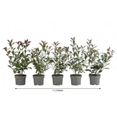 1-1,5 Meter Purpur-Glanzmispel 'Carre Rouge', 5 X Ca. 35 Cm