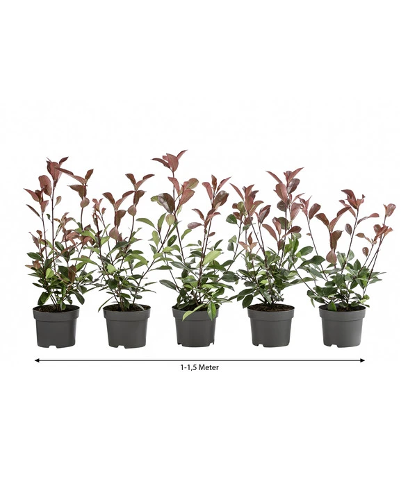 1-1,5 Meter Purpur-Glanzmispel 'Red Robin', 5 X Ca. 35 Cm 3 1-1,5 Meter Purpur-Glanzmispel 'Red Robin', 5 X Ca. 35 Cm