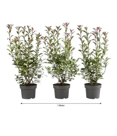 1 Meter Purpur-Glanzmispel 'Carre Rouge', 3 X Ca. 60 Cm